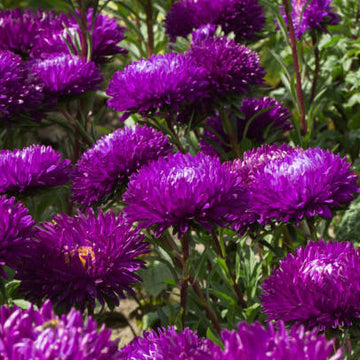 Greenovia Seeds – Purple Green