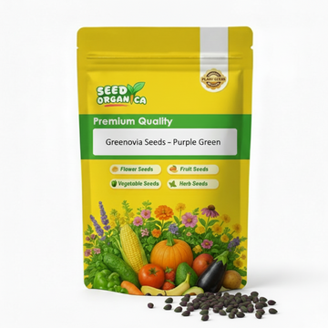 Greenovia Seeds – Purple Green