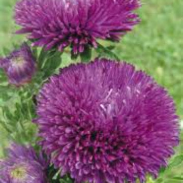 Greenovia Seeds – Purple Green