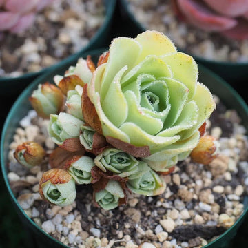 Greenovia Seeds – Rose Succulent
