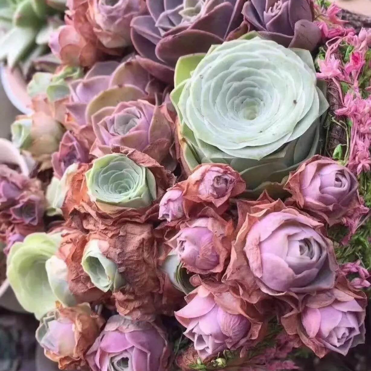 Greenovia dodrantalis Seeds – Mountain Rose