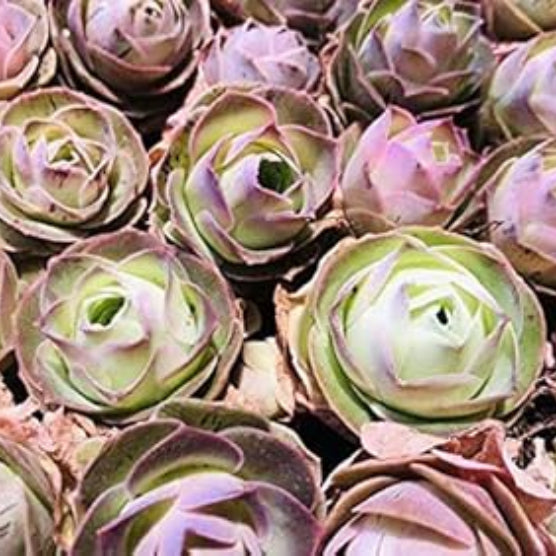 Greenovia dodrantalis Seeds – Mountain Rose