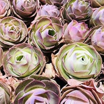 Greenovia dodrantalis Seeds – Mountain Rose