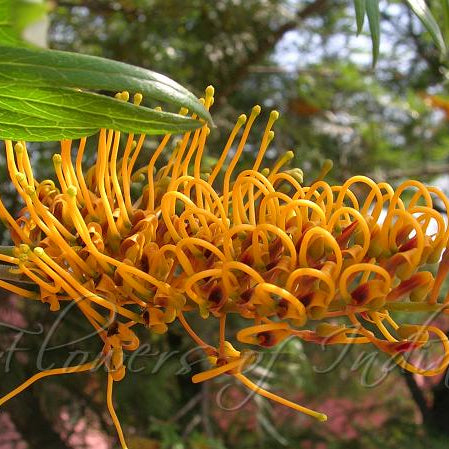 Grevillea Seeds – Orange