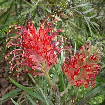 Grevillea Seeds – Red