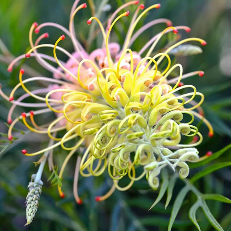 Grevillea Seeds - Flower Plant for Home Gardens
