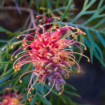 Grevillea Seeds - Flower Plant for Home Gardens