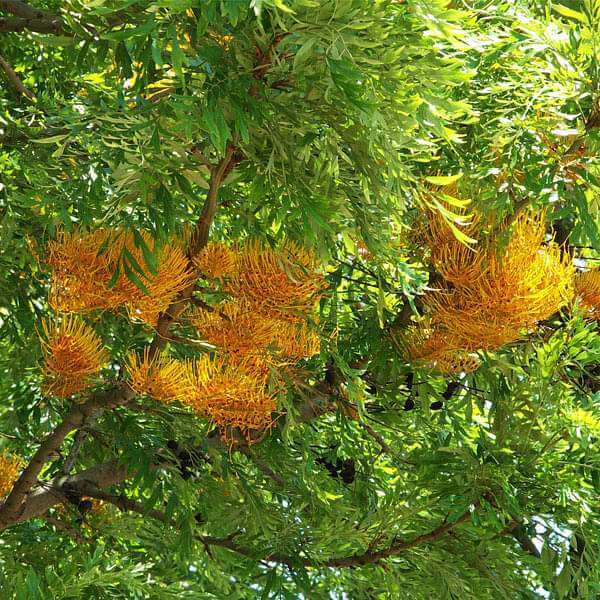 Grevillea Seeds - Flower Plant for Home Gardens
