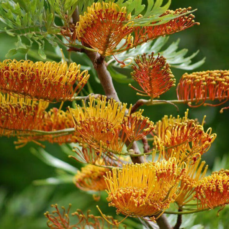 Grevillea Seeds – Orange