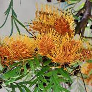 Grevillea Seeds – Orange