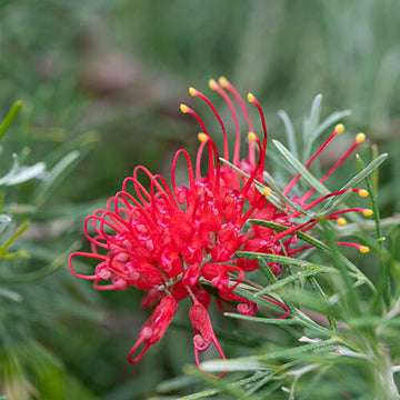 Grevillea Seeds – Red