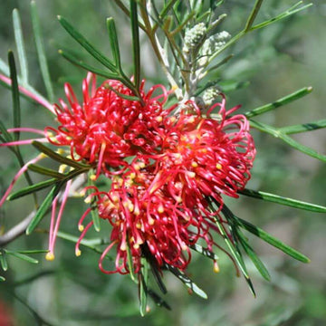 Grevillea Seeds – Red