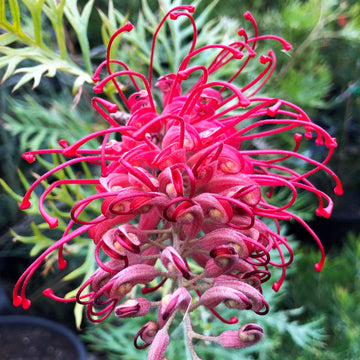 Grevillea Seeds – Thick Pink