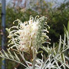 Grevillea Seeds – White