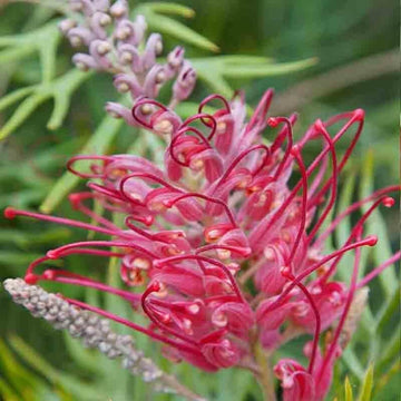 Grevillea Seeds – Thick Pink