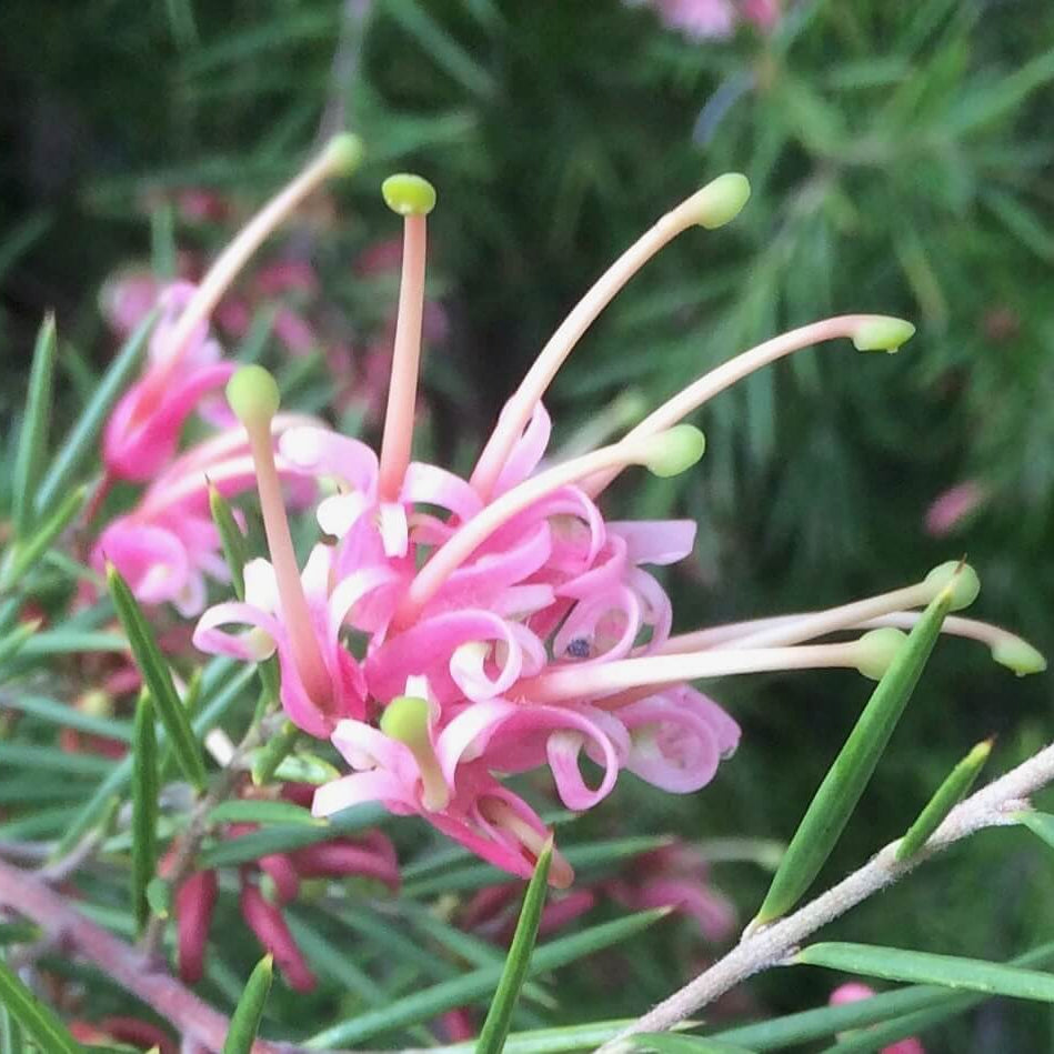 Grevillea Seeds – Thick Pink
