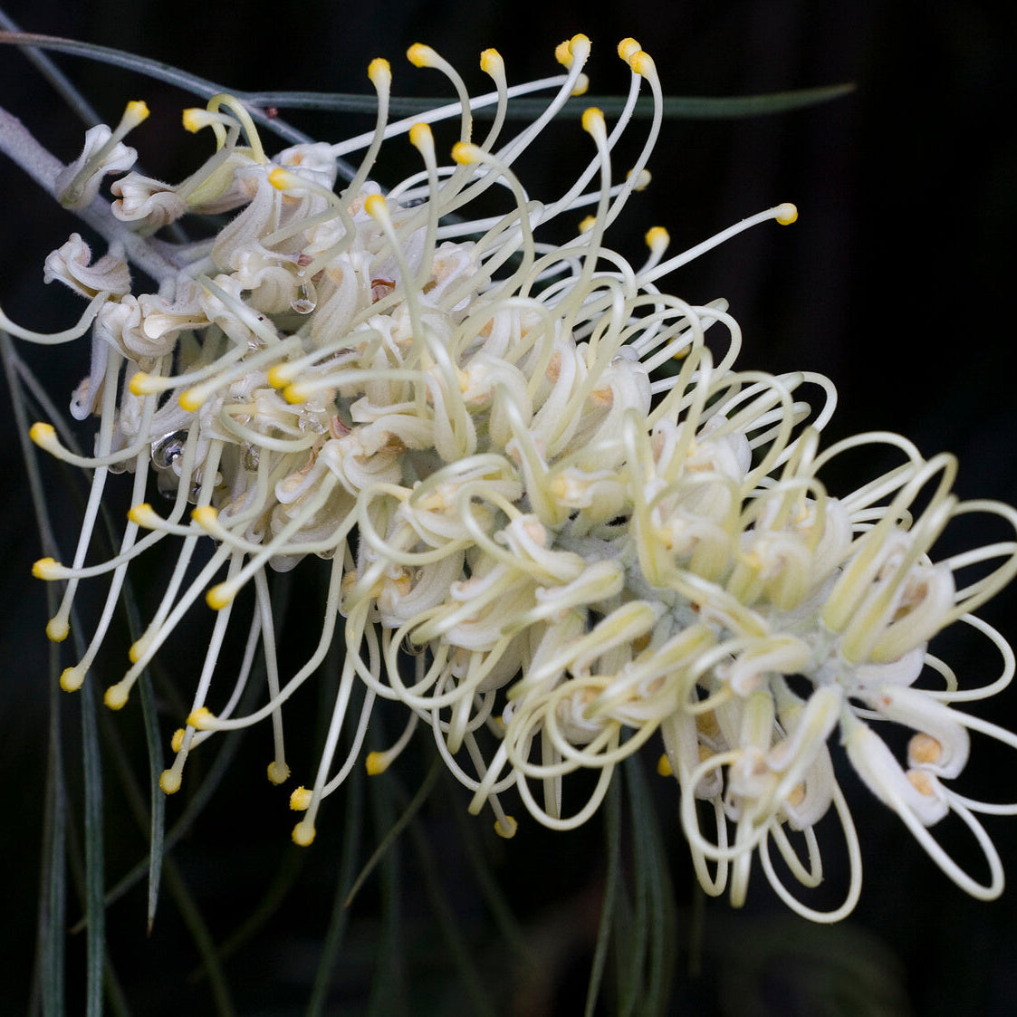 Grevillea Seeds – White
