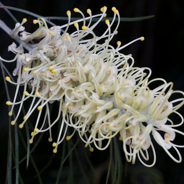 Grevillea Seeds – White
