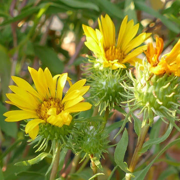 Grindelia Seeds - Flower Plant for Home Gardens