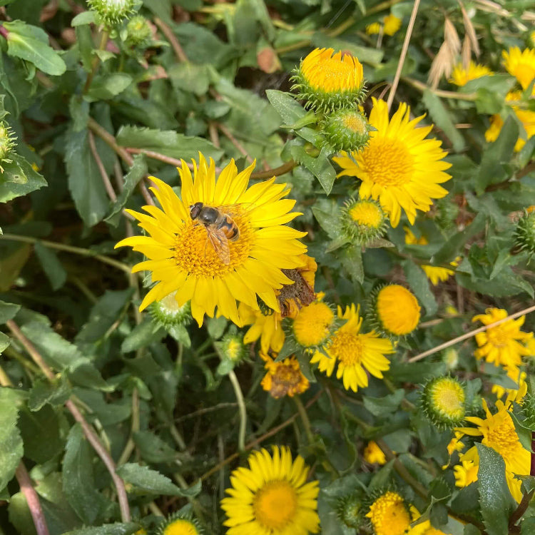Grindelia Seeds - Flower Plant for Home Gardens