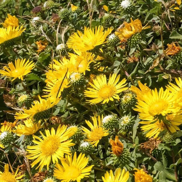Grindelia Seeds - Flower Plant for Home Gardens