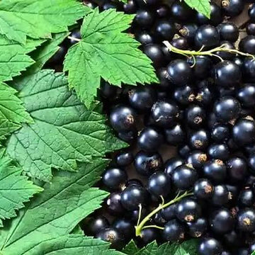 Grosella Negra-Blackcurrant Seeds