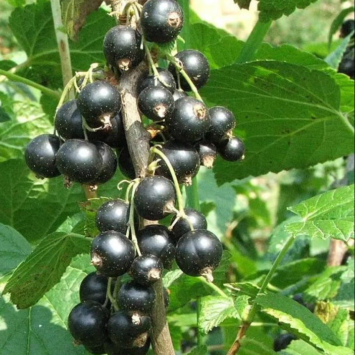 Grosella Negra-Blackcurrant Seeds