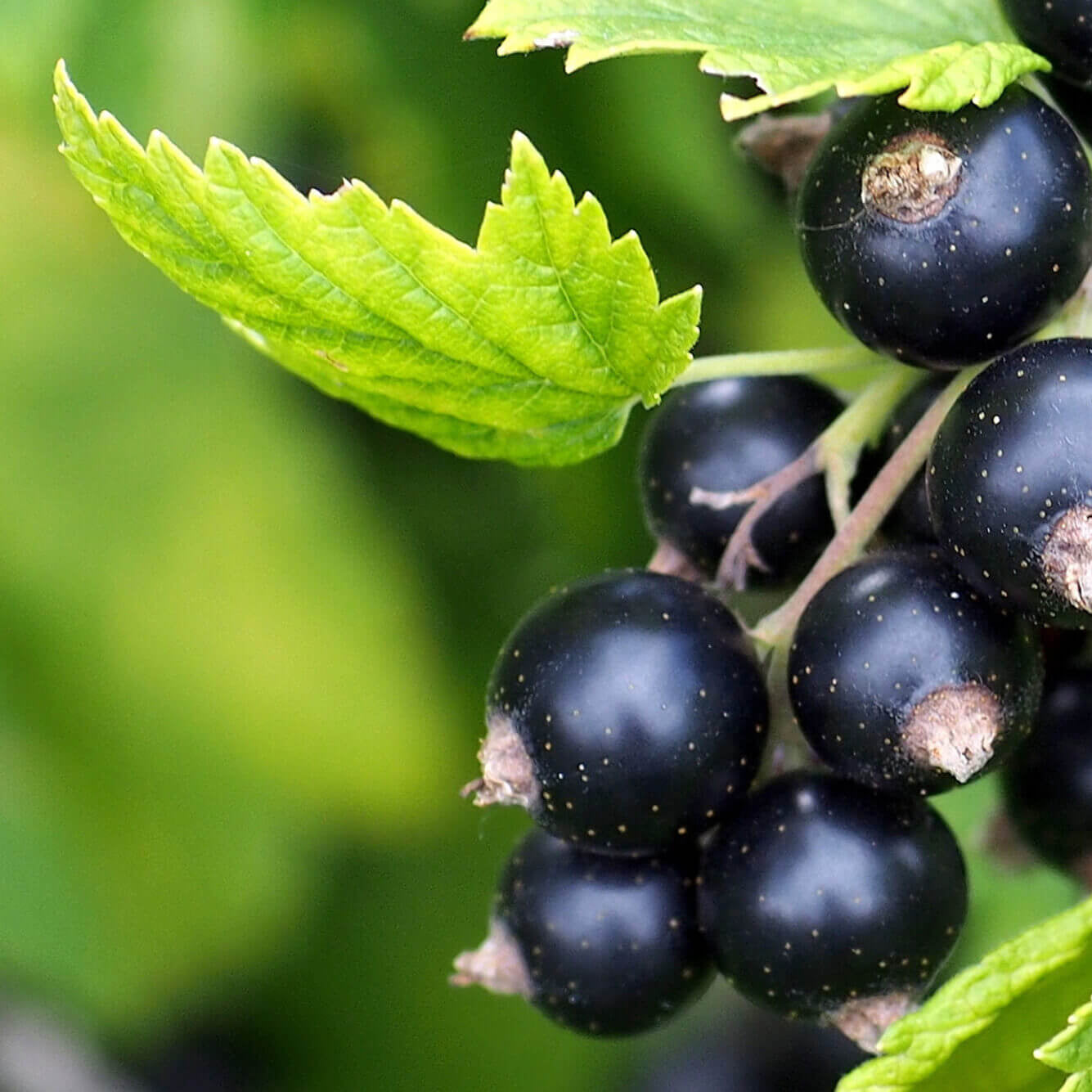 Grosella Negra-Blackcurrant Seeds