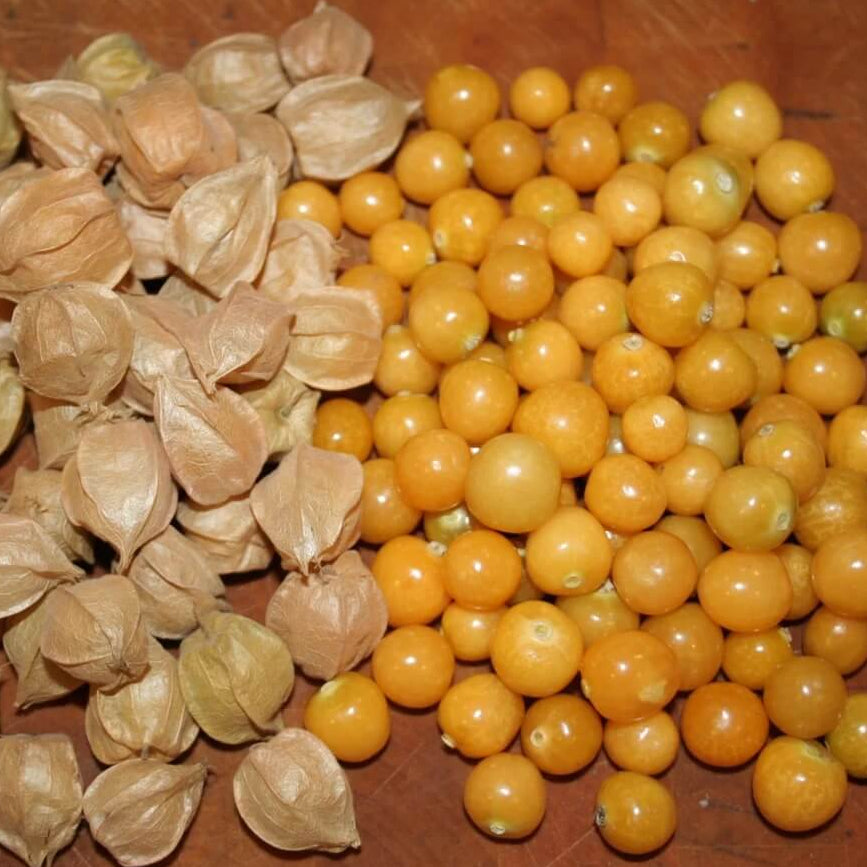 Ground Cherry Seeds – Heirloom