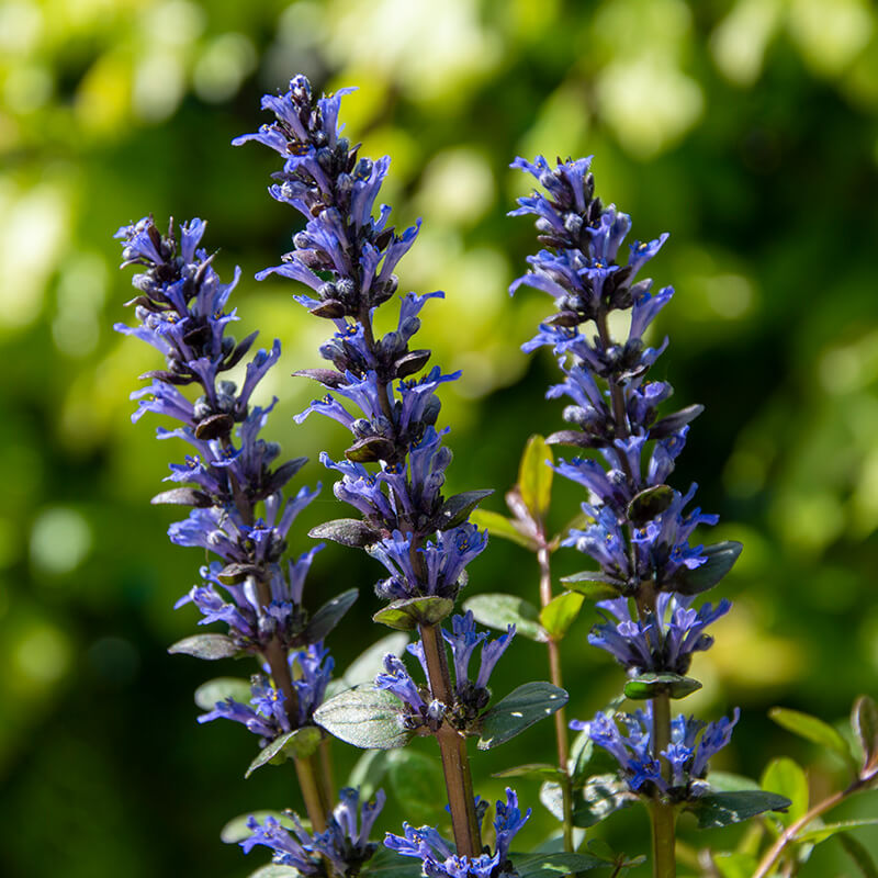 Ground Cover Ajuga Seeds