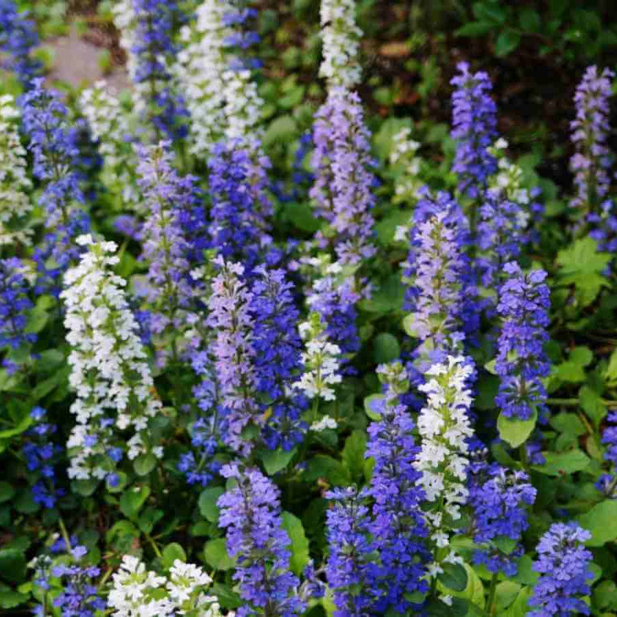 Ground Cover Ajuga Seeds