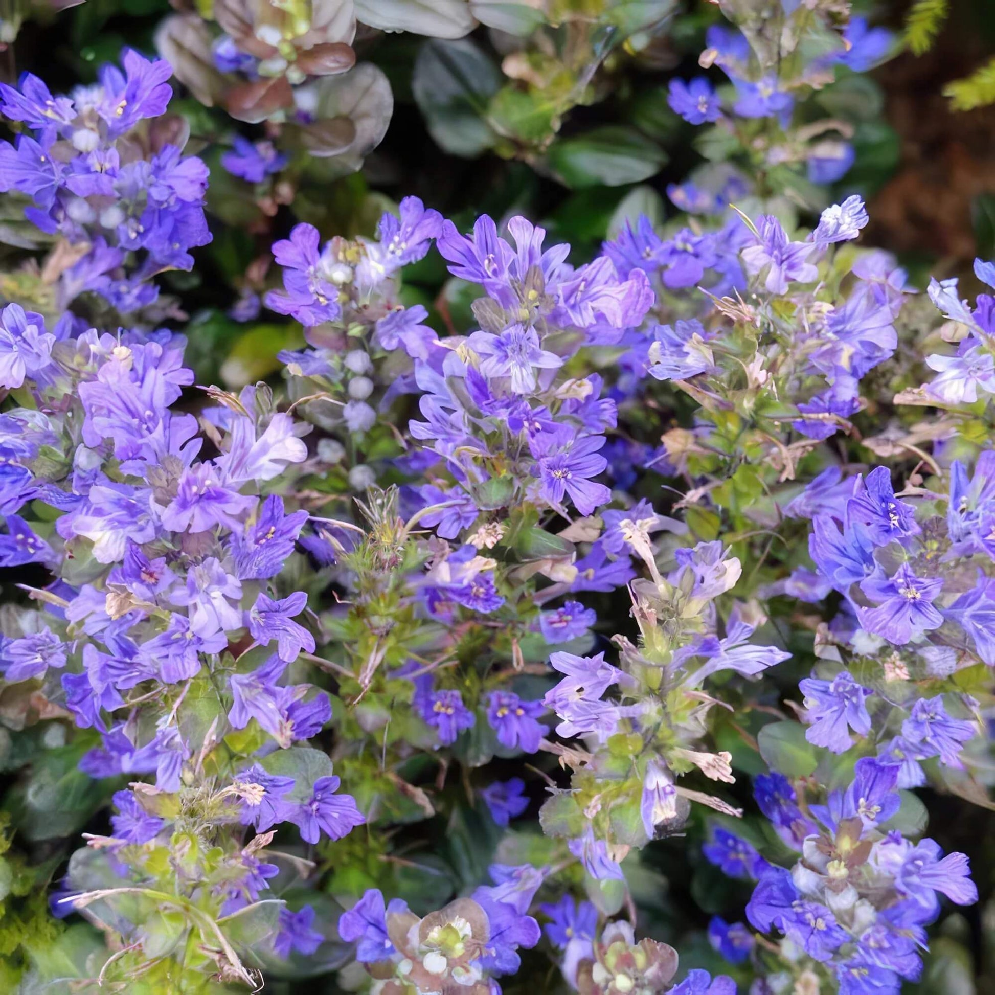 Ground Cover Ajuga Seeds