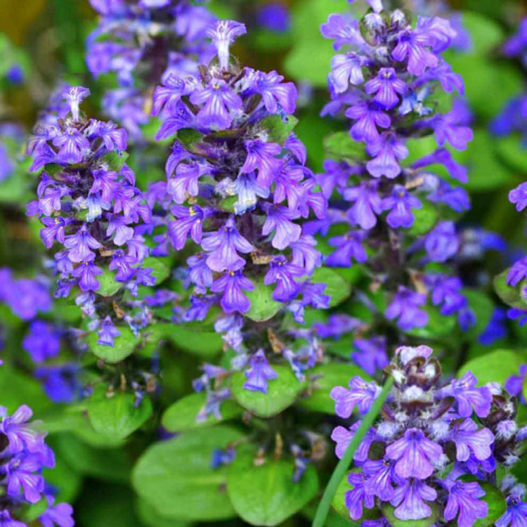 Ground Cover Ajuga Seeds