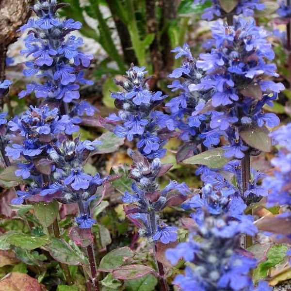 Ground Cover Ajuga Seeds