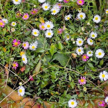 Ground Cover Daisy Seeds