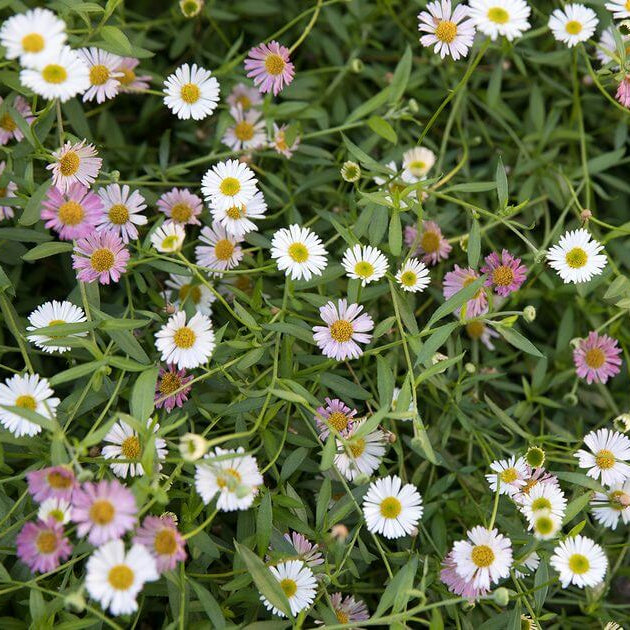 Ground Cover Daisy Seeds
