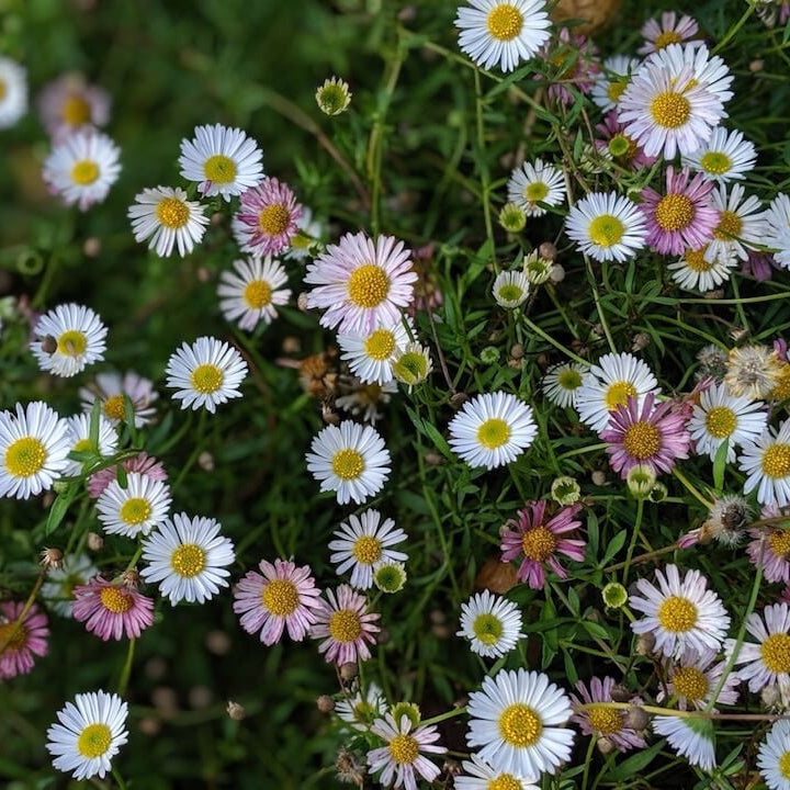Ground Cover Daisy Seeds