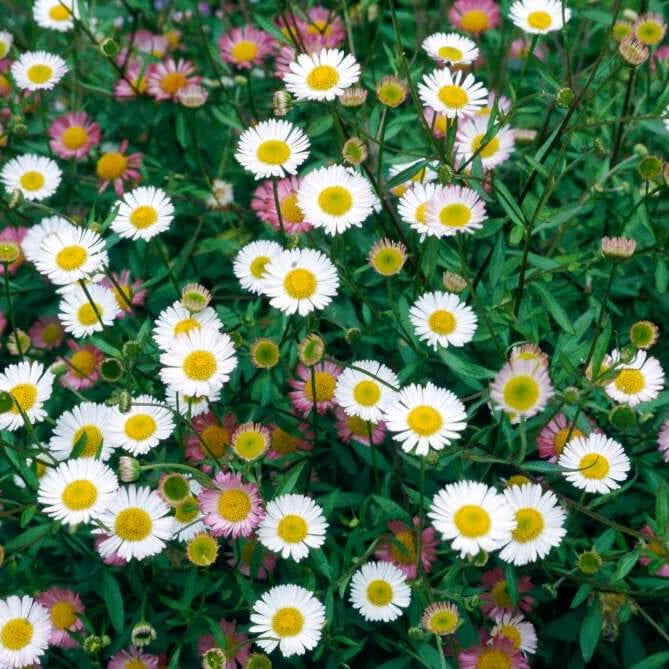 Ground Cover Daisy Seeds