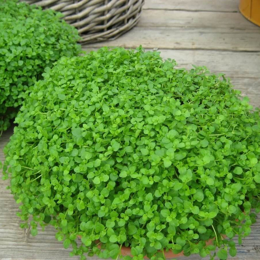 Ground Cover Mint Seeds