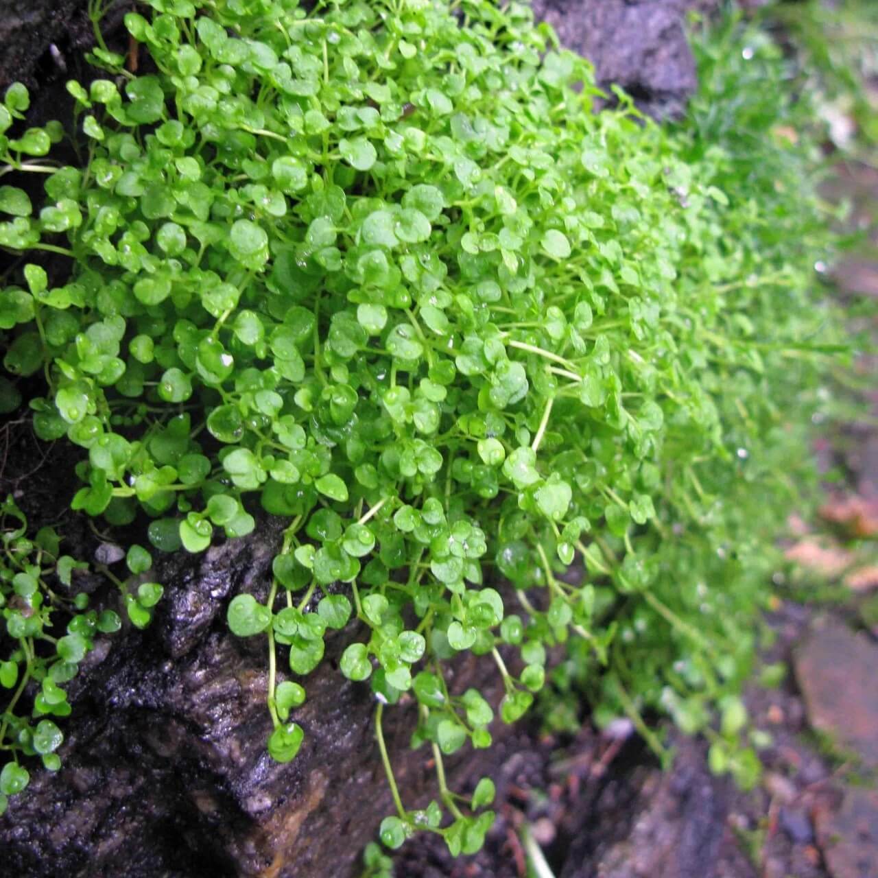 Ground Cover Mint Seeds