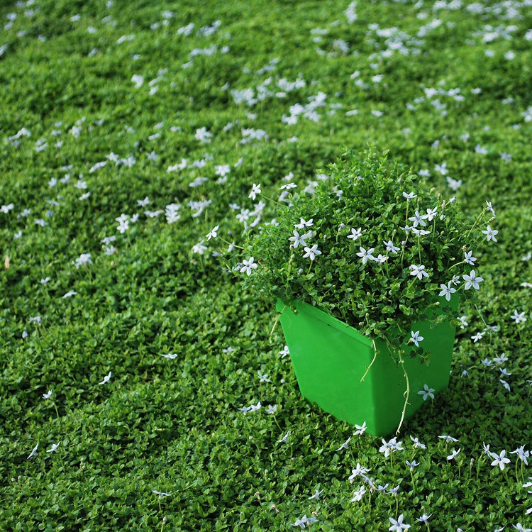 Ground Cover Plants Seeds