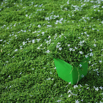 Ground Cover Plants Seeds