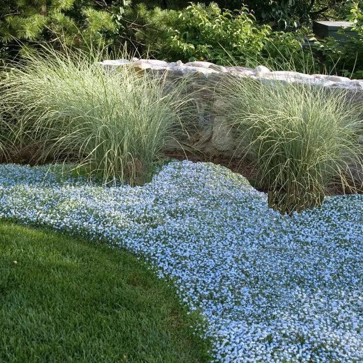 Ground Cover Plants Seeds