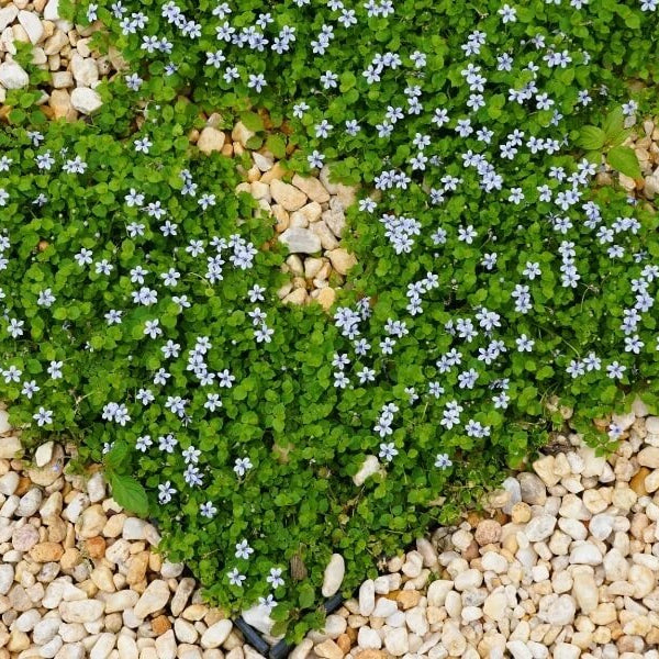 Ground Cover Plants Seeds