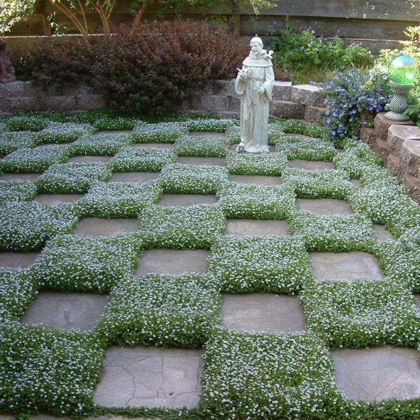 Ground Cover Plants Seeds