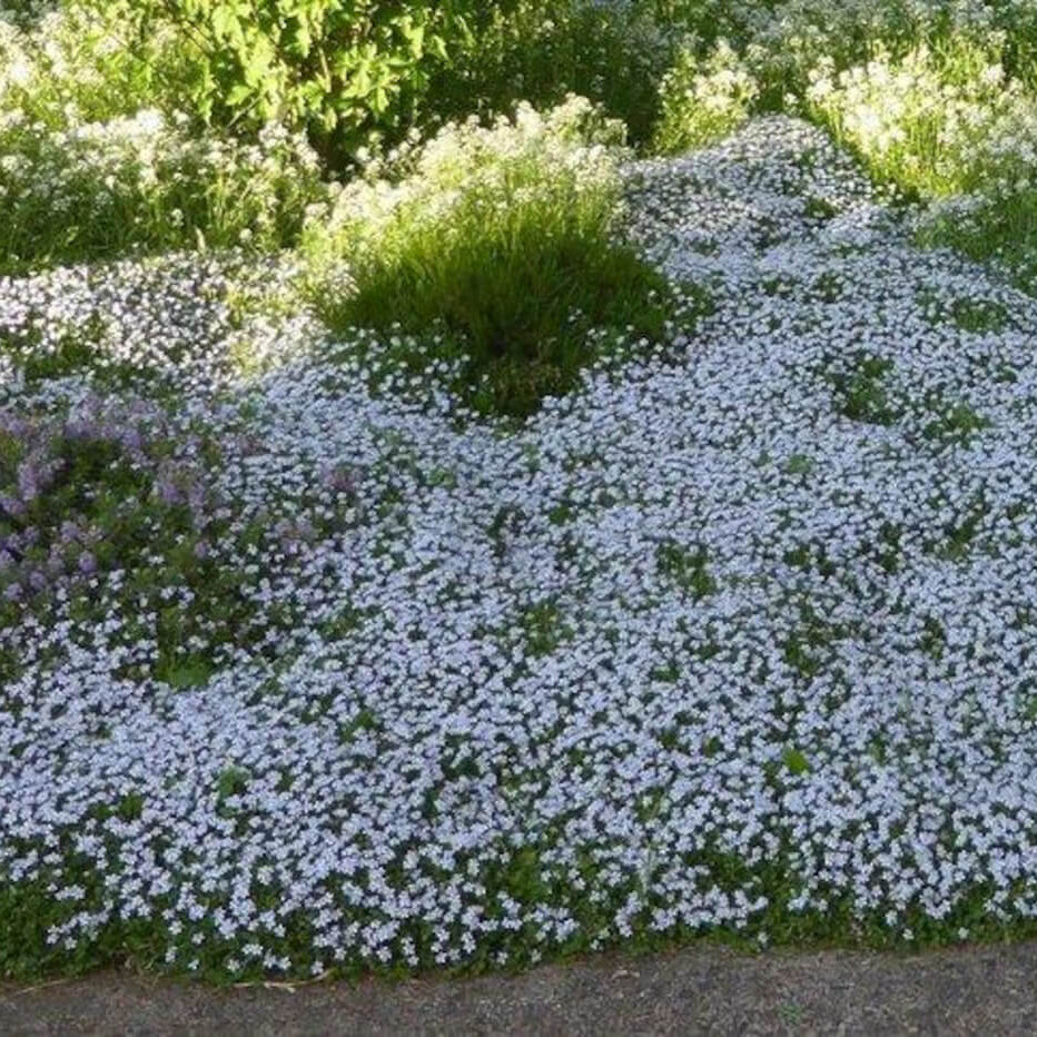 Ground Cover Plants Seeds