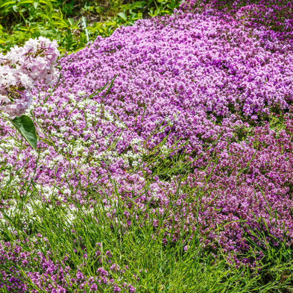Ground Cover Thyme Seeds for Landscaping