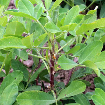 Groundnut Plant Seeds - Vegetable Plant 