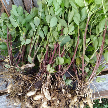 Groundnut Plant Seeds - Vegetable Plant 