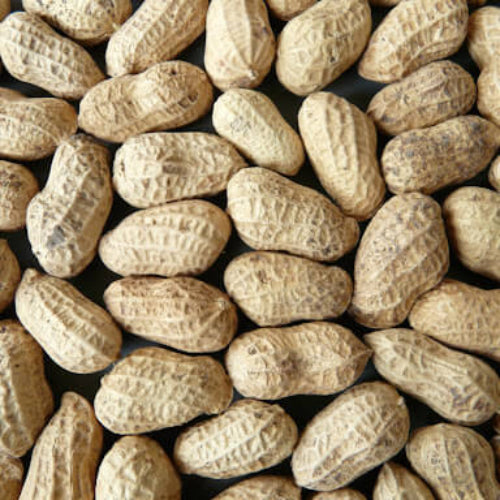 Groundnut Plant Seeds - Vegetable Plant 